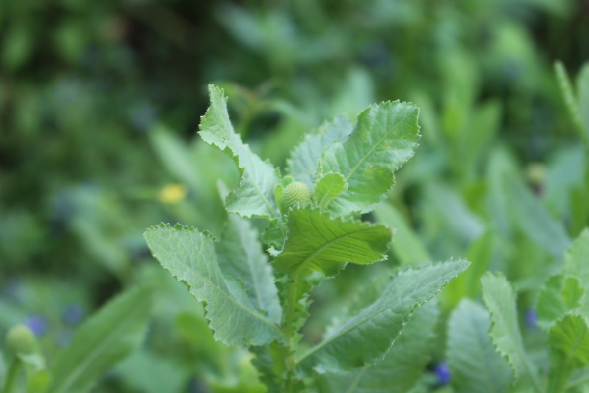 Sphaeranthus indicus L.